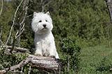 WESTIE 089
